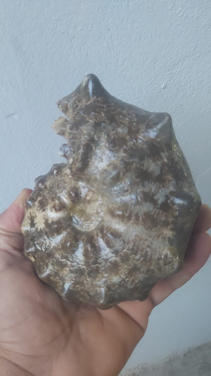 Mammites nodosoides Age : Upper Cretaceous, ( 100.5 to 66) Millions of years ago Fossil Ammonites Location Akrabo Site. Goulmima, Morocco