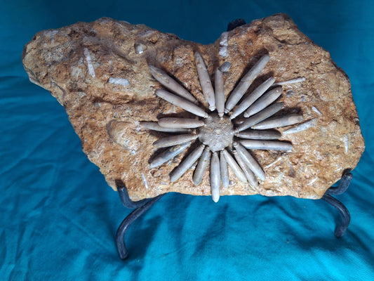 Gymnocidaris koechlin Fossil Urchins  Age:  Middle Jurassic (174,1 to 161,5) Millions of years ago.     Location: Boulmane Morocco