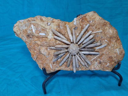 Gymnocidaris koechlin Fossil Urchins  Age:  Middle Jurassic (174,1 to 161,5) Millions of years ago.     Location: Boulmane Morocco