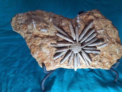 Gymnocidaris koechlin Fossil Urchins  Age:  Middle Jurassic (174,1 to 161,5) Millions of years ago.     Location: Boulmane Morocco