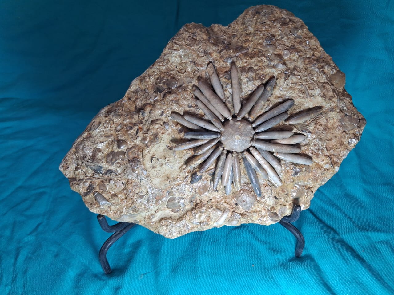 Gymnocidaris koechlin Fossil Urchins  Age:  Middle Jurassic (174,1 to 161,5) Millions of years ago.     Location: Boulmane Morocco
