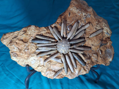 Gymnocidaris koechlin Fossil Urchins  Age:  Middle Jurassic (174,1 to 161,5) Millions of years ago.     Location: Boulmane Morocco