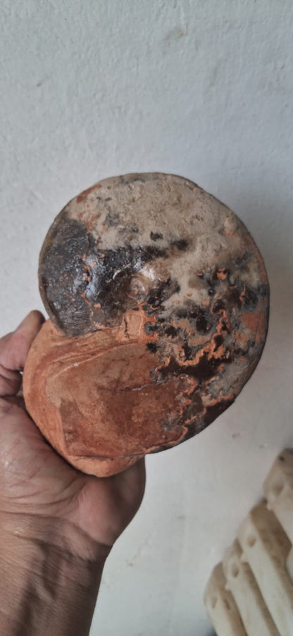 Choffaticeras  Age : Upper Cretaceous, ( 100.5 to 66) Millions of  years ago Fossil Ammonites    Location Akrabo Site.  Goulmima, Morocco