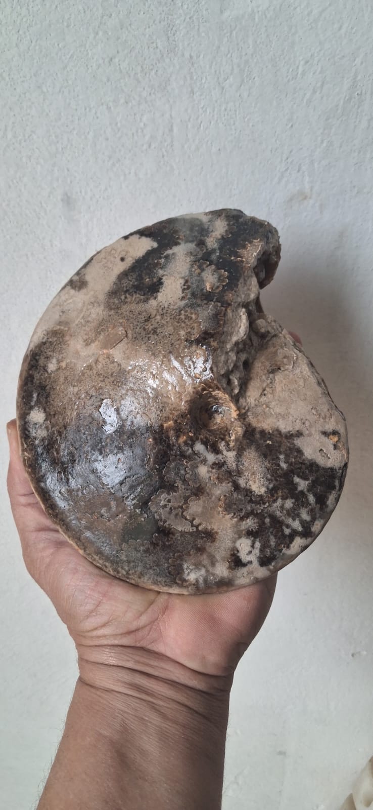 Choffaticeras  Age : Upper Cretaceous, ( 100.5 to 66) Millions of  years ago Fossil Ammonites    Location Akrabo Site.  Goulmima, Morocco