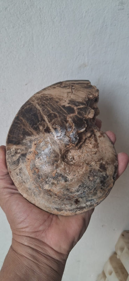 Choffaticeras  Age : Upper Cretaceous, ( 100.5 to 66) Millions of  years ago Fossil Ammonites    Location Akrabo Site.  Goulmima, Morocco