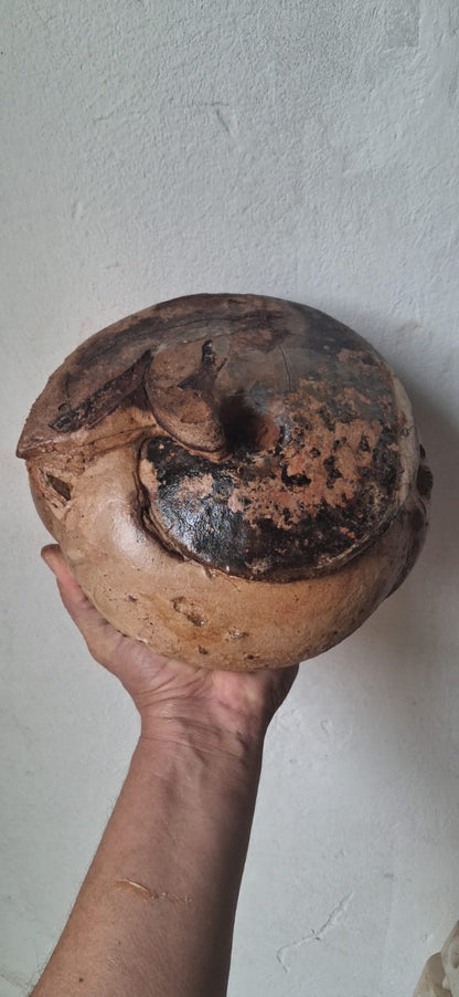 Choffaticeras  Age : Upper Cretaceous, ( 100.5 to 66) Millions of  years ago Fossil Ammonites    Location Akrabo Site.  Goulmima, Morocco