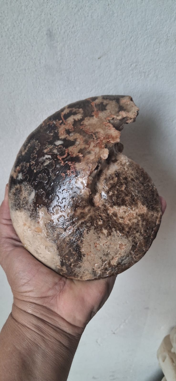 Choffaticeras  Age : Upper Cretaceous, ( 100.5 to 66) Millions of  years ago Fossil Ammonites    Location Akrabo Site.  Goulmima, Morocco