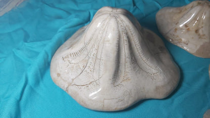 Clypeaster. nbsp;Fossil Urchins , Miocene age (23.03 to 5.333)millions of years ago. Location: Taza Morocco
