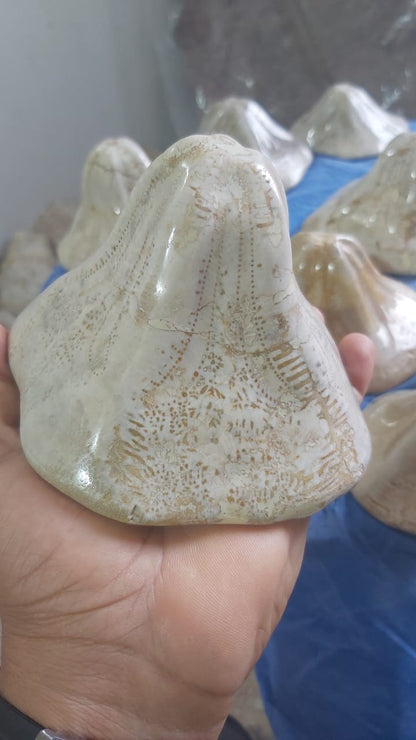 Clypeaster. nbsp;Fossil Urchins , Miocene age (23.03 to 5.333)millions of years ago. Location: Taza Morocco