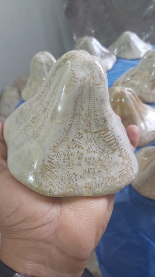 Clypeaster. nbsp;Fossil Urchins , Miocene age (23.03 to 5.333)millions of years ago. Location: Taza Morocco