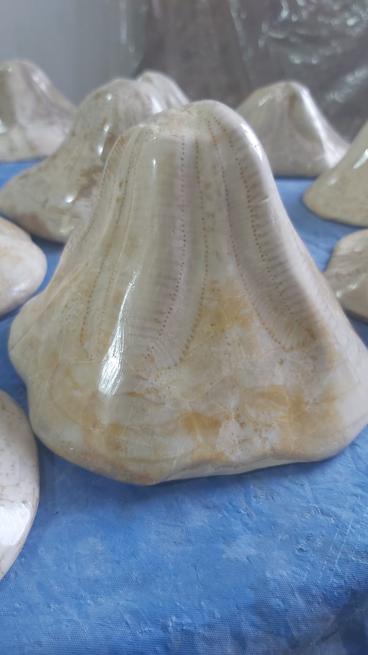 Clypeaster. nbsp;Fossil Urchins , Miocene age (23.03 to 5.333)millions of years ago. Location: Taza Morocco