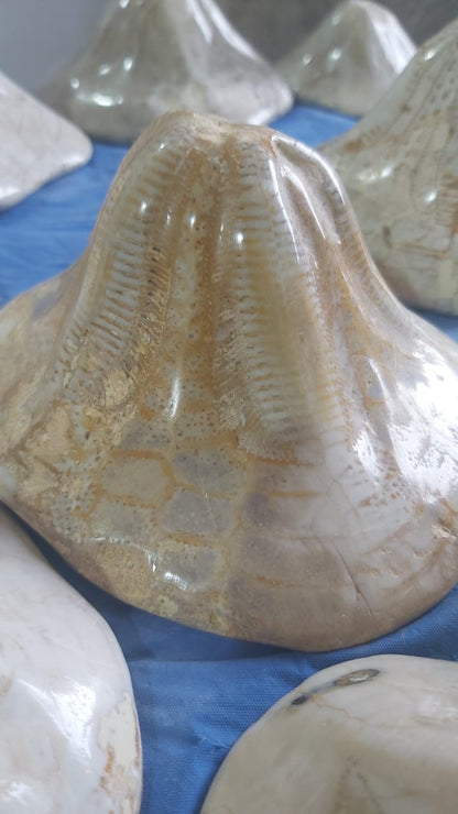 Clypeaster. nbsp;Fossil Urchins , Miocene age (23.03 to 5.333)millions of years ago. Location: Taza Morocco