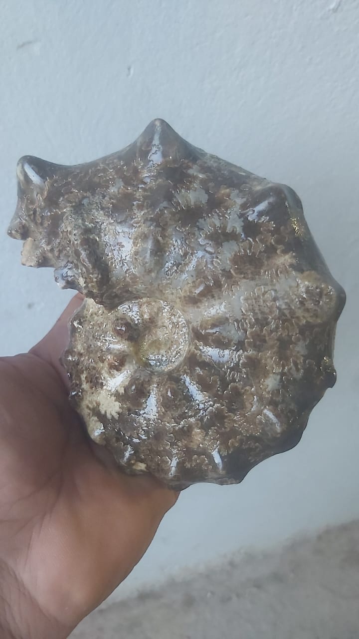 Mammites nodosoides Age : Upper Cretaceous, ( 100.5 to 66) Millions of  years ago Fossil Ammonites    Location Akrabo Site.  Goulmima, Morocco