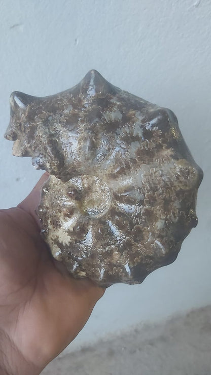 Mammites nodosoides Age : Upper Cretaceous, ( 100.5 to 66) Millions of  years ago Fossil Ammonites    Location Akrabo Site.  Goulmima, Morocco