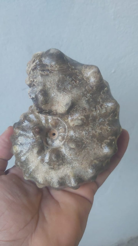 Mammites nodosoides Age : Upper Cretaceous, ( 100.5 to 66) Millions of  years ago Fossil Ammonites    Location Akrabo Site.  Goulmima, Morocco