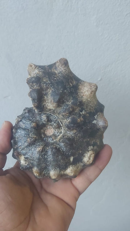 Mammites nodosoides Age : Upper Cretaceous, ( 100.5 to 66) Millions of  years ago Fossil Ammonites    Location Akrabo Site.  Goulmima, Morocco