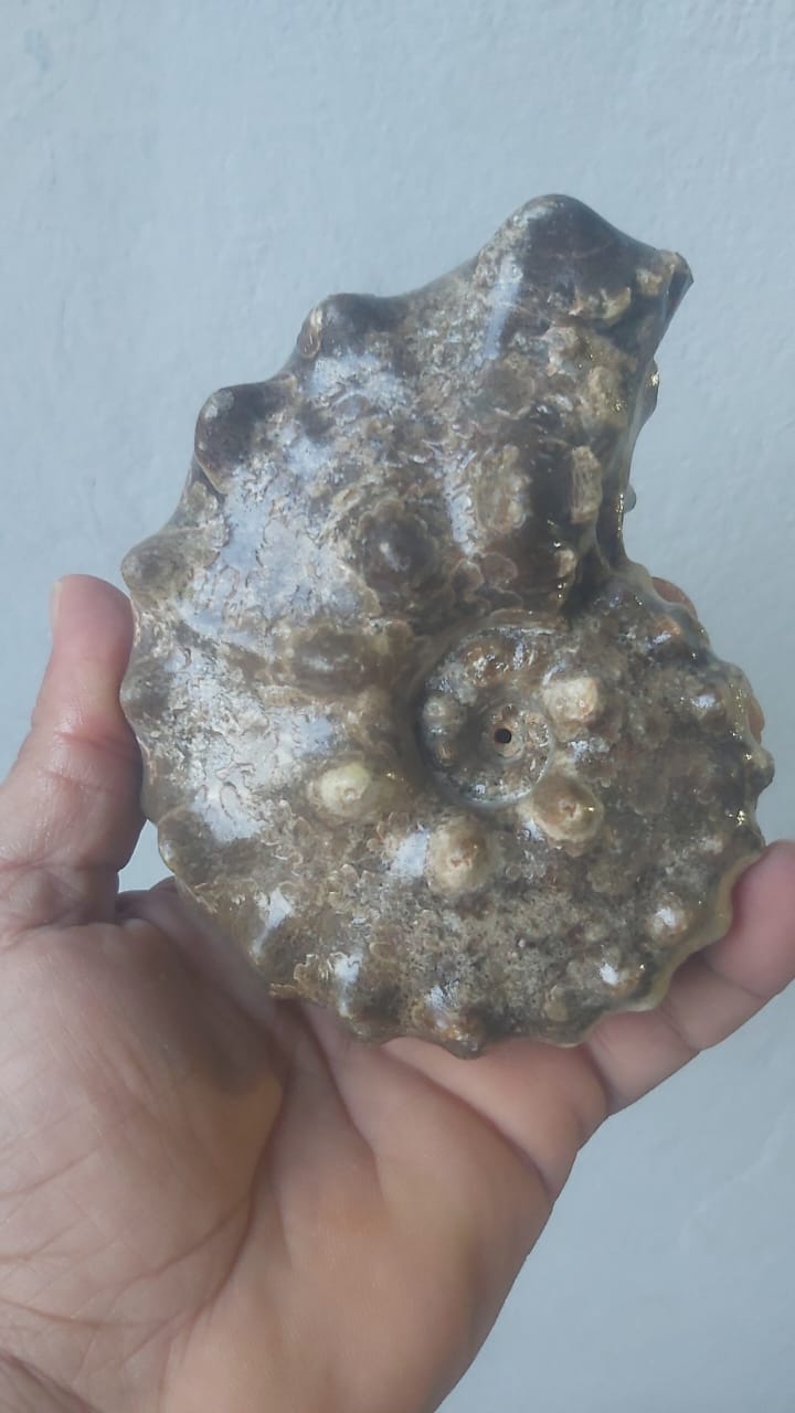 Mammites nodosoides Age : Upper Cretaceous, ( 100.5 to 66) Millions of  years ago Fossil Ammonites    Location Akrabo Site.  Goulmima, Morocco
