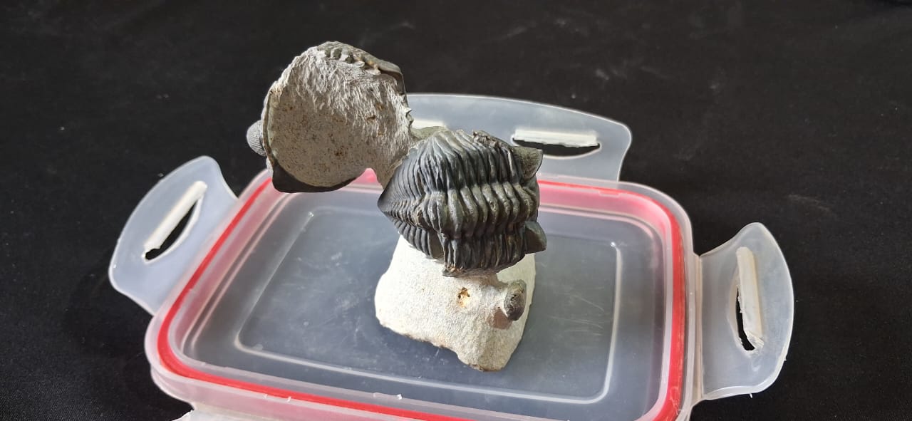 Metacantina.  Trilobites Fossils . Devonien age (419 to 359 ) Millions of years ago . Lication: lghaft Morocco
