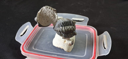 Metacantina.  Trilobites Fossils . Devonien age (419 to 359 ) Millions of years ago . Lication: lghaft Morocco