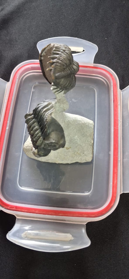 Metacantina.  Trilobites Fossils . Devonien age (419 to 359 ) Millions of years ago . Lication: lghaft Morocco