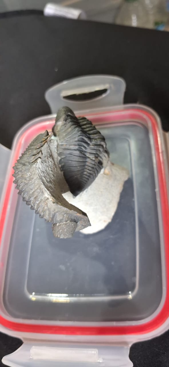 Metacantina.  Trilobites Fossils . Devonien age (419 to 359 ) Millions of years ago . Lication: lghaft Morocco