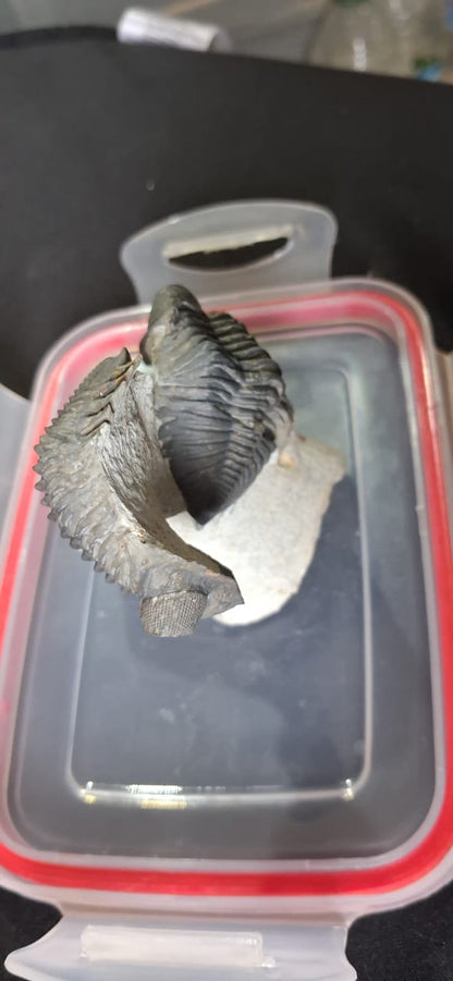 Metacantina.  Trilobites Fossils . Devonien age (419 to 359 ) Millions of years ago . Lication: lghaft Morocco
